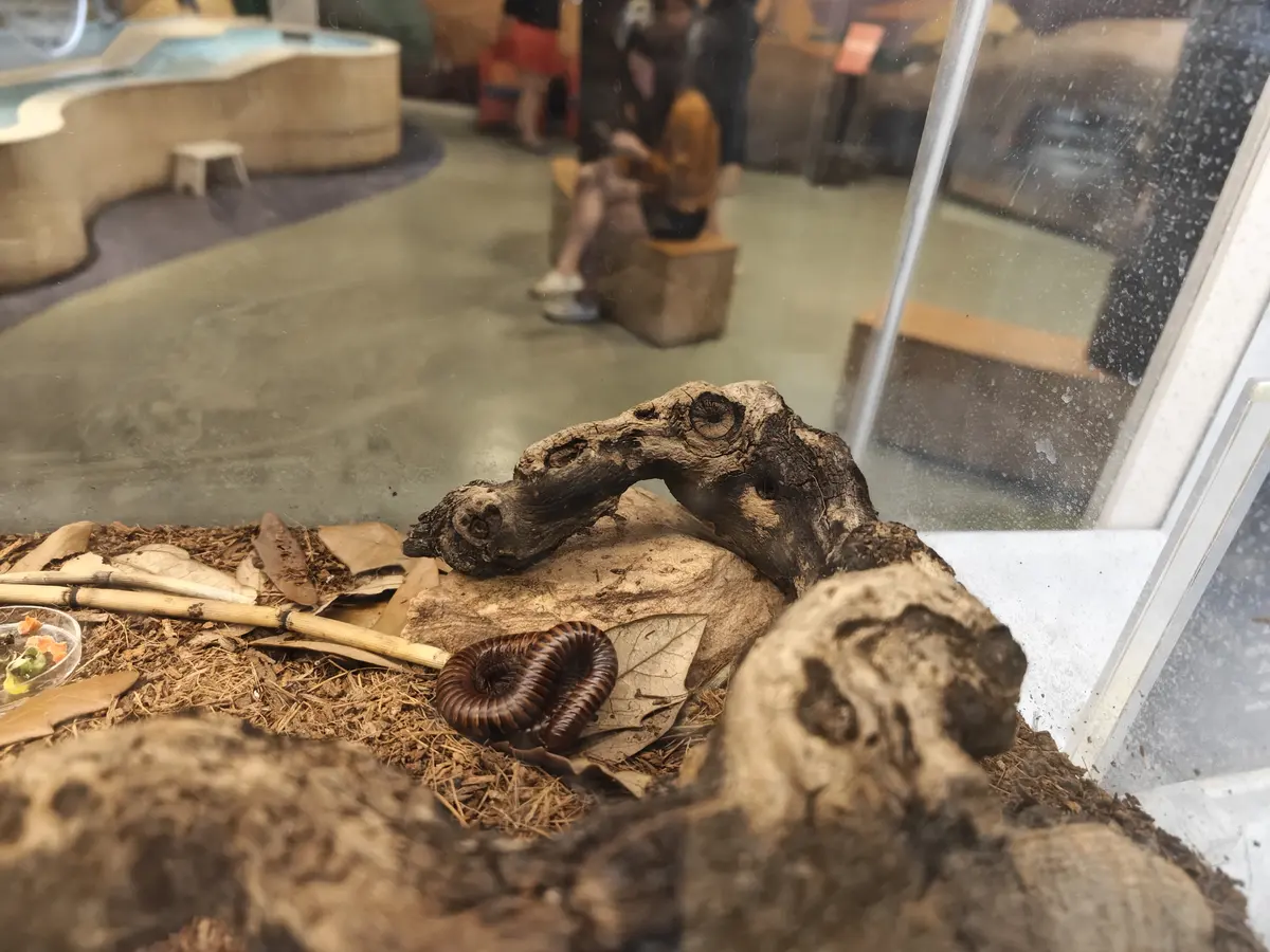 自然历史博物馆爬行动物骨骼与生态展陈