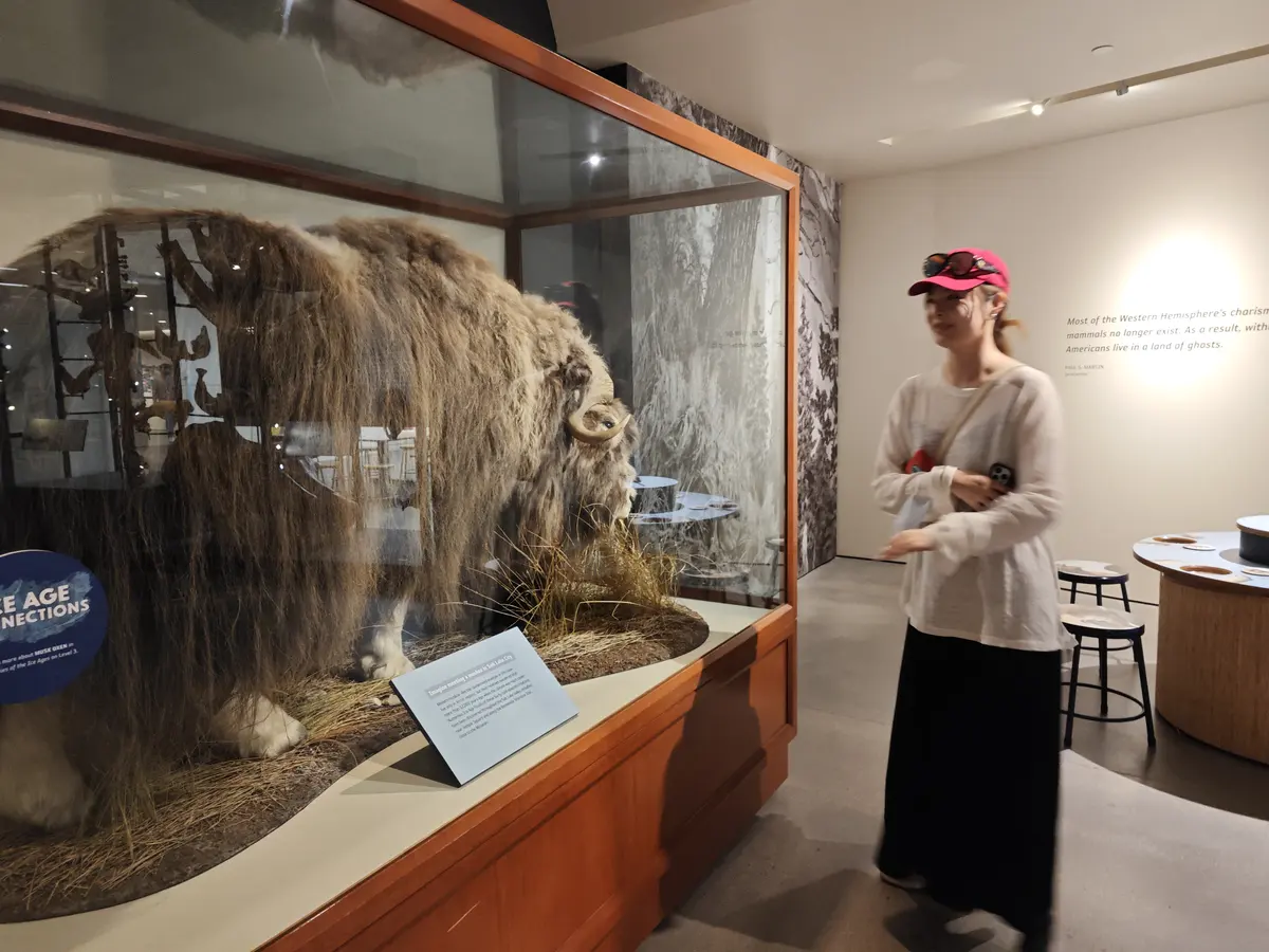 学生在自然历史博物馆美洲野牛标本展区观察学习