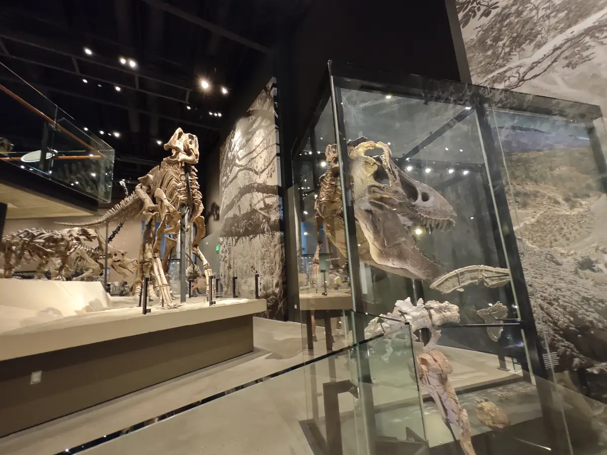 自然历史博物馆大型恐龙骨骼与化石展柜