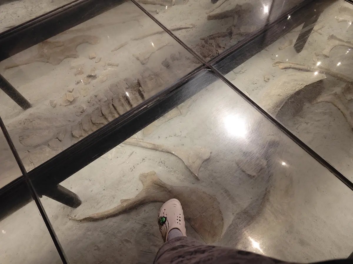 自然历史博物馆透明地板下的大型化石展品
