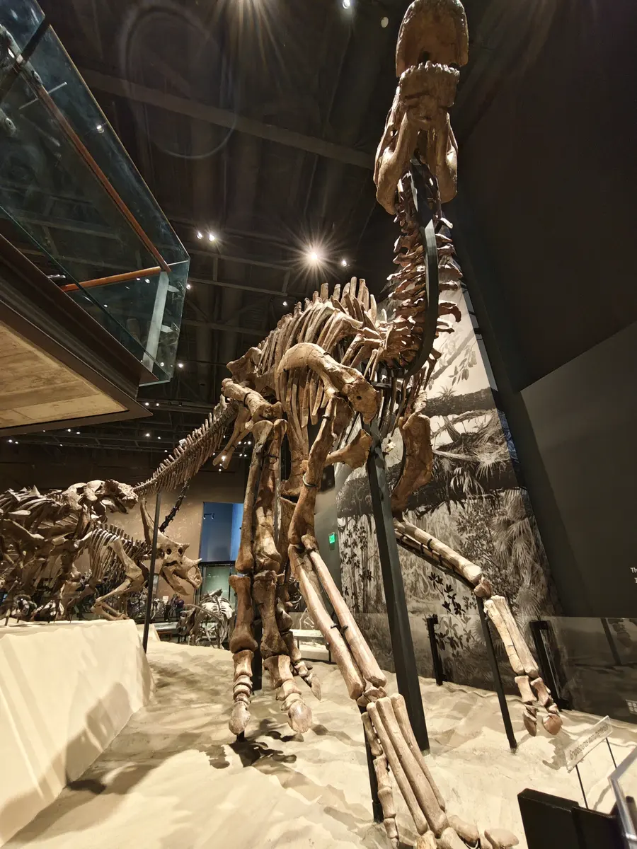 自然历史博物馆大型恐龙骨骼展陈