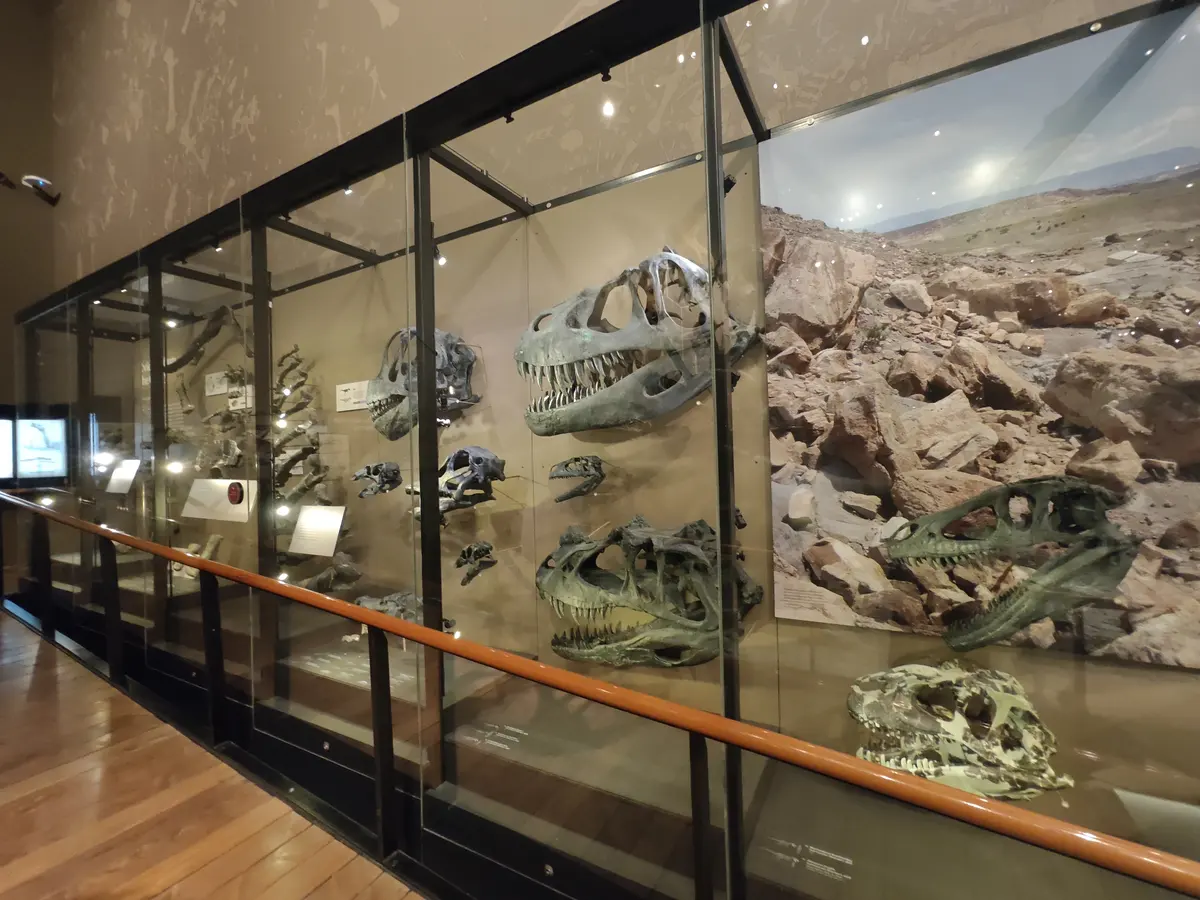 自然历史博物馆大型化石标本与地层展柜