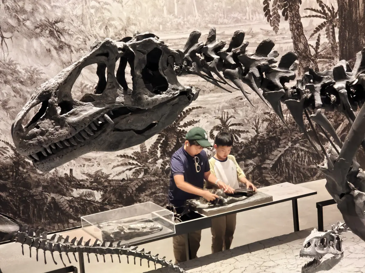两名学生在恐龙骨骼互动展区共同观察化石