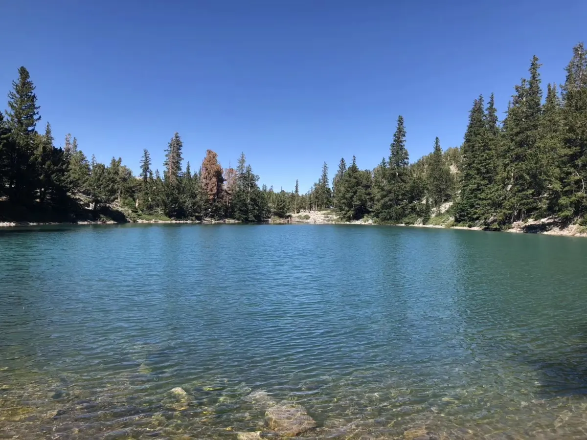 美国高山森林中的蓝色湖泊与岸边松林